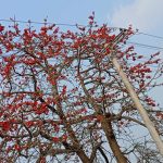 মশিয়ার রহমান, নীলফামারী প্রতিনিধি নীলফামারীর জলঢাকা সদর উপজেলাসহ গ্রাম-গঞ্জের রাস্তা দিয়ে হাটলে চোখের সামনে ভেসে আসে লাল ফুলের পাপড়ির সৌন্দর্যের এক দৃশ্য। দূর থেকে মনে হবে কেউ লাল গালিচা বিছিয়ে রেখেছেন। পুরো গাছটাজুড়ে টকটকে লাল শিমুল ফুল।ষড়ঋতুর বাংলায় শীতের জরাজীর্ণতাকে ঝেড়ে অপরূপ রূপে প্রকৃতিকে সাজাতে আসছে ঋতুরাজ বসন্ত। তারই সংকেত দিতে ফুটেছে আগুনরাঙা লাল শিমুল ফুল। বসন্তের শুরুতেই শিমুল ফুলের স্বর্গীয় সৌন্দর্যে নান্দনিক হয়ে উঠেছে প্রকৃতি।বসন্ত এলেই যেন ভালোবাসার কথা জানান দিতে প্রকৃতিকে রাঙিয়ে দিয়ে হেসে ওঠে শিমুল ফুল। তাই ঋতু চক্রের আবর্তনে শিমুল ফুল তার মোহনীয় সৌন্দর্য নিয়ে আবারো হাজির হয়েছে প্রকৃতির মাঝে। শিমুল ফুলের লাল আবির বসন্তকে দিয়েছে এক অনন্য মাত্রা। প্রকৃতির এই অপরূপ রঙের সাজ দেখে চোখ জুড়িয়ে যায় যে কারো কোনো সুবাস না থাকলেও সৌন্দর্যে মুগ্ধ হন সকলেই।গাছগুলোতে পাখী আর মৌমাছিদের ভিড় চোখে পড়ার মতো। ফাল্গুন মানেই যেন শিমুল ফুল। ডালে ডালে টকটকে লাল ফুল ছাড়িয়ে জানান দেয় বসন্তের আগমন।বৃহস্পতিবার উপজেলার বিভিন্ন গ্রাম-গঞ্জ ঘুরে দেখা গেলো শিমুলের লাল ফুল।যতদূর দৃষ্টি সীমানা যায় শুধু লাল আর লাল। এই দৃশ্য দেখে মনে হবে লাল গালিচা বিছানো এক গ্রাম। তবে গ্রামবাসীর ভাষ্য মতে, কালের আবর্তনে হারিয়ে যাচ্ছে গ্রামীণ এই সৌন্দর্য। শিমুল গাছের তুলা দিয়ে তৈরি হয় লেপ-তোশক ও বালিশ।এগুলো ব্যবহার যেমন আরামদায়ক তেমন স্বাস্থ্যসম্মত। শিমুল গাছ সংরক্ষণে সরকারিভাবে কোনো কার্যক্রম নেই জনসচেতনতার অভাবে এ উপজেলা থেকে ক্রমেই হারিয়েই যাচ্ছে শিমুল গাছ। বর্তমান প্রজন্মের শিশুরা শিমুল গাছও ঠিক মতো চেনেন না। শিমুল গাছ বিলুপ্তির কারণে সাধারণ মানুষ বঞ্চিত হচ্ছে স্বাস্থ্যসম্মত তুলা থেকে।