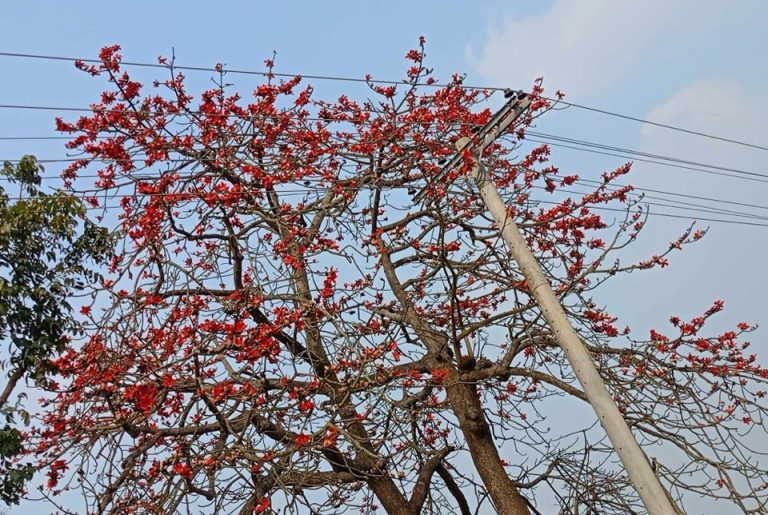 মশিয়ার রহমান, নীলফামারী প্রতিনিধি নীলফামারীর জলঢাকা সদর উপজেলাসহ গ্রাম-গঞ্জের রাস্তা দিয়ে হাটলে চোখের সামনে ভেসে আসে লাল ফুলের পাপড়ির সৌন্দর্যের এক দৃশ্য। দূর থেকে মনে হবে কেউ লাল গালিচা বিছিয়ে রেখেছেন। পুরো গাছটাজুড়ে টকটকে লাল শিমুল ফুল।ষড়ঋতুর বাংলায় শীতের জরাজীর্ণতাকে ঝেড়ে অপরূপ রূপে প্রকৃতিকে সাজাতে আসছে ঋতুরাজ বসন্ত। তারই সংকেত দিতে ফুটেছে আগুনরাঙা লাল শিমুল ফুল। বসন্তের শুরুতেই শিমুল ফুলের স্বর্গীয় সৌন্দর্যে নান্দনিক হয়ে উঠেছে প্রকৃতি।বসন্ত এলেই যেন ভালোবাসার কথা জানান দিতে প্রকৃতিকে রাঙিয়ে দিয়ে হেসে ওঠে শিমুল ফুল। তাই ঋতু চক্রের আবর্তনে শিমুল ফুল তার মোহনীয় সৌন্দর্য নিয়ে আবারো হাজির হয়েছে প্রকৃতির মাঝে। শিমুল ফুলের লাল আবির বসন্তকে দিয়েছে এক অনন্য মাত্রা। প্রকৃতির এই অপরূপ রঙের সাজ দেখে চোখ জুড়িয়ে যায় যে কারো কোনো সুবাস না থাকলেও সৌন্দর্যে মুগ্ধ হন সকলেই।গাছগুলোতে পাখী আর মৌমাছিদের ভিড় চোখে পড়ার মতো। ফাল্গুন মানেই যেন শিমুল ফুল। ডালে ডালে টকটকে লাল ফুল ছাড়িয়ে জানান দেয় বসন্তের আগমন।বৃহস্পতিবার উপজেলার বিভিন্ন গ্রাম-গঞ্জ ঘুরে দেখা গেলো শিমুলের লাল ফুল।যতদূর দৃষ্টি সীমানা যায় শুধু লাল আর লাল। এই দৃশ্য দেখে মনে হবে লাল গালিচা বিছানো এক গ্রাম। তবে গ্রামবাসীর ভাষ্য মতে, কালের আবর্তনে হারিয়ে যাচ্ছে গ্রামীণ এই সৌন্দর্য। শিমুল গাছের তুলা দিয়ে তৈরি হয় লেপ-তোশক ও বালিশ।এগুলো ব্যবহার যেমন আরামদায়ক তেমন স্বাস্থ্যসম্মত। শিমুল গাছ সংরক্ষণে সরকারিভাবে কোনো কার্যক্রম নেই জনসচেতনতার অভাবে এ উপজেলা থেকে ক্রমেই হারিয়েই যাচ্ছে শিমুল গাছ। বর্তমান প্রজন্মের শিশুরা শিমুল গাছও ঠিক মতো চেনেন না। শিমুল গাছ বিলুপ্তির কারণে সাধারণ মানুষ বঞ্চিত হচ্ছে স্বাস্থ্যসম্মত তুলা থেকে।