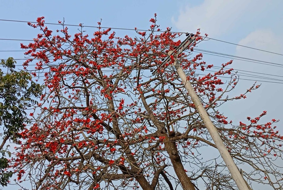 মশিয়ার রহমান, নীলফামারী প্রতিনিধি নীলফামারীর জলঢাকা সদর উপজেলাসহ গ্রাম-গঞ্জের রাস্তা দিয়ে হাটলে চোখের সামনে ভেসে আসে লাল ফুলের পাপড়ির সৌন্দর্যের এক দৃশ্য। দূর থেকে মনে হবে কেউ লাল গালিচা বিছিয়ে রেখেছেন। পুরো গাছটাজুড়ে টকটকে লাল শিমুল ফুল।ষড়ঋতুর বাংলায় শীতের জরাজীর্ণতাকে ঝেড়ে অপরূপ রূপে প্রকৃতিকে সাজাতে আসছে ঋতুরাজ বসন্ত। তারই সংকেত দিতে ফুটেছে আগুনরাঙা লাল শিমুল ফুল। বসন্তের শুরুতেই শিমুল ফুলের স্বর্গীয় সৌন্দর্যে নান্দনিক হয়ে উঠেছে প্রকৃতি।বসন্ত এলেই যেন ভালোবাসার কথা জানান দিতে প্রকৃতিকে রাঙিয়ে দিয়ে হেসে ওঠে শিমুল ফুল। তাই ঋতু চক্রের আবর্তনে শিমুল ফুল তার মোহনীয় সৌন্দর্য নিয়ে আবারো হাজির হয়েছে প্রকৃতির মাঝে। শিমুল ফুলের লাল আবির বসন্তকে দিয়েছে এক অনন্য মাত্রা। প্রকৃতির এই অপরূপ রঙের সাজ দেখে চোখ জুড়িয়ে যায় যে কারো কোনো সুবাস না থাকলেও সৌন্দর্যে মুগ্ধ হন সকলেই।গাছগুলোতে পাখী আর মৌমাছিদের ভিড় চোখে পড়ার মতো। ফাল্গুন মানেই যেন শিমুল ফুল। ডালে ডালে টকটকে লাল ফুল ছাড়িয়ে জানান দেয় বসন্তের আগমন।বৃহস্পতিবার উপজেলার বিভিন্ন গ্রাম-গঞ্জ ঘুরে দেখা গেলো শিমুলের লাল ফুল।যতদূর দৃষ্টি সীমানা যায় শুধু লাল আর লাল। এই দৃশ্য দেখে মনে হবে লাল গালিচা বিছানো এক গ্রাম। তবে গ্রামবাসীর ভাষ্য মতে, কালের আবর্তনে হারিয়ে যাচ্ছে গ্রামীণ এই সৌন্দর্য। শিমুল গাছের তুলা দিয়ে তৈরি হয় লেপ-তোশক ও বালিশ।এগুলো ব্যবহার যেমন আরামদায়ক তেমন স্বাস্থ্যসম্মত। শিমুল গাছ সংরক্ষণে সরকারিভাবে কোনো কার্যক্রম নেই জনসচেতনতার অভাবে এ উপজেলা থেকে ক্রমেই হারিয়েই যাচ্ছে শিমুল গাছ। বর্তমান প্রজন্মের শিশুরা শিমুল গাছও ঠিক মতো চেনেন না। শিমুল গাছ বিলুপ্তির কারণে সাধারণ মানুষ বঞ্চিত হচ্ছে স্বাস্থ্যসম্মত তুলা থেকে।