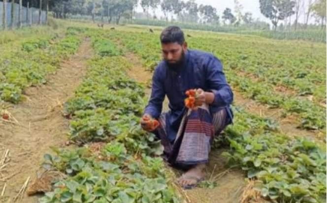 রাণীশংকৈলে স্ট্রবেরি চাষ, চমক চাষি ইসরাফিলের।